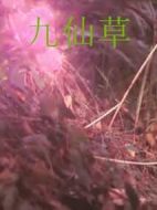 九仙草