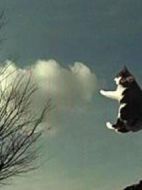 ネコハコベフジワラさん
