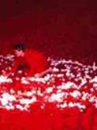 蟹牡丹