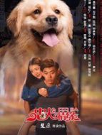 電影忠犬情緣海報(bào)