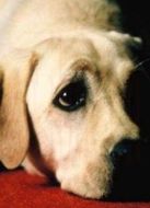 導盲犬小Q