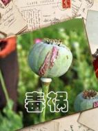 毒禍