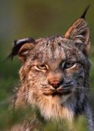 關(guān)于猞猁劇情介紹(1-1全集)