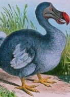 BBC：渡渡鳥生存指南劇情介紹(1-1全集)