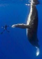 BBC：與鯨魚(yú)一起潛水劇情介紹(1-1全集)