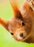BBC：聰明的動物劇情介紹(1-1全集)