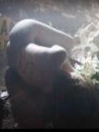 浴血山脈劇情介紹(1-12全集)