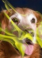 BBC：狗能聞出癌癥嗎海報(bào)