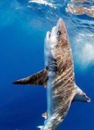 BBC：鯊魚治療法之大型鯊魚劇情介紹(1-1全集)