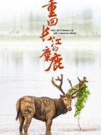 重回長(zhǎng)江的麋鹿劇情介紹(1-2全集)