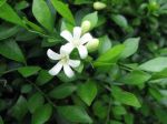 千里香劇情介紹(1-16全集)